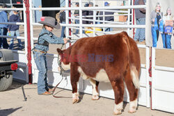 Pokaz zwierząt gospodarskich National Livestock Show