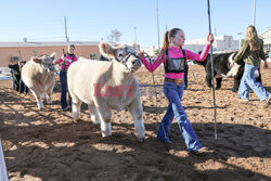 Pokaz zwierząt gospodarskich National Livestock Show