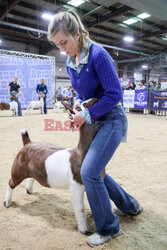 Pokaz zwierząt gospodarskich National Livestock Show