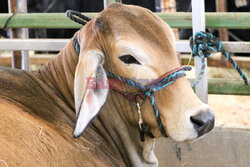 Pokaz zwierząt gospodarskich National Livestock Show