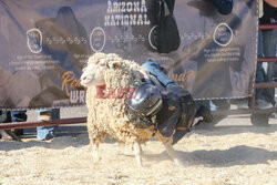 Pokaz zwierząt gospodarskich National Livestock Show