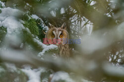 Sowa wpatruje się w fotografa