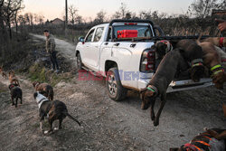 Nocne polowania na dziki - AFP