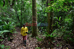 Zbieracze kauczuku w Amazonii - AFP