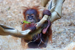 Matka orangutan zajmuje się młodym