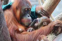 Matka orangutan zajmuje się młodym