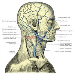 Anatomia 