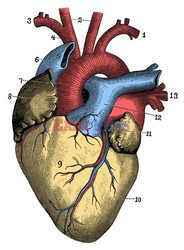 Anatomia 