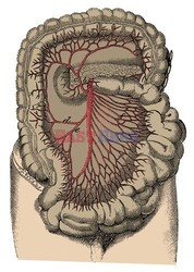 Anatomia 