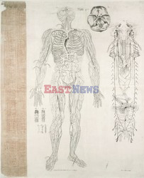 Anatomia 